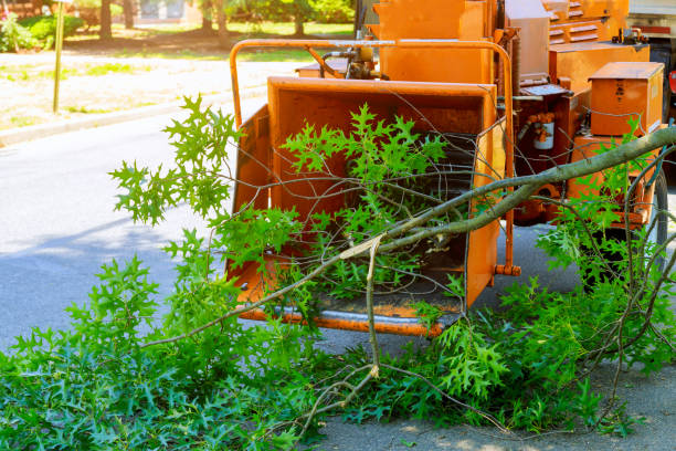  Quincy, CA Tree Removal Pros