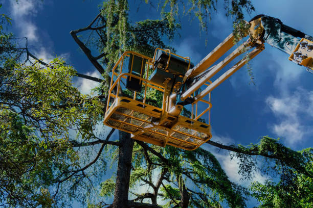 Trusted Quincy, CA Tree Removal Experts