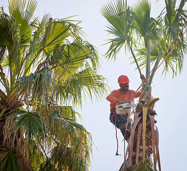 Best Tree Mulching  in Quincy, CA